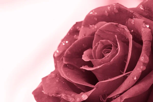Valentine červená růže — Stock fotografie