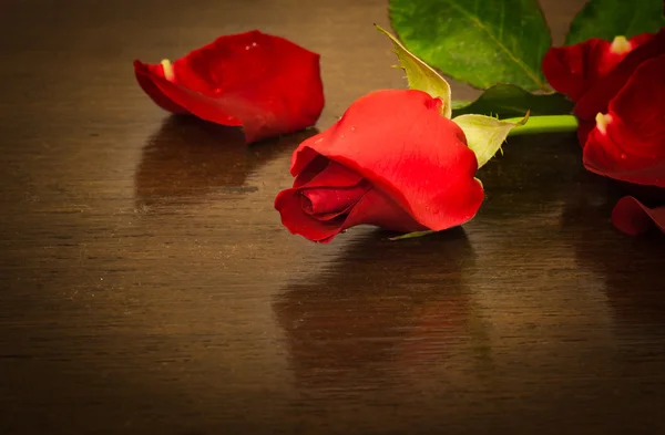 Sevgiliye kırmızı gül — Stok fotoğraf