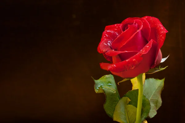 발렌타인의 빨간 장미 — 스톡 사진