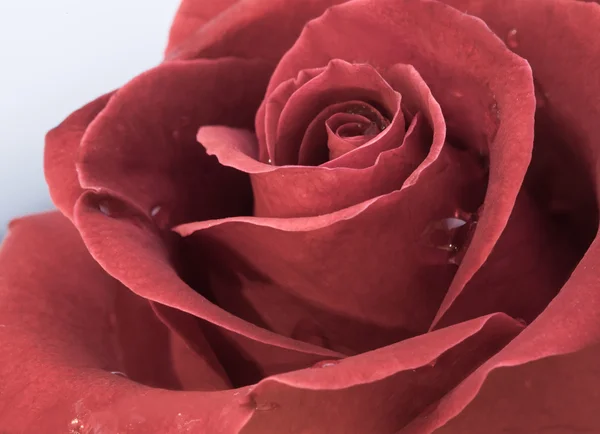 Krásná červená růže — Stock fotografie