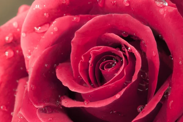 Rose rouge béatifique — Photo