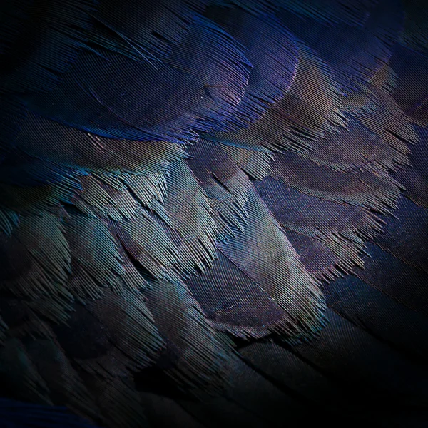 stock image Close up feather texture