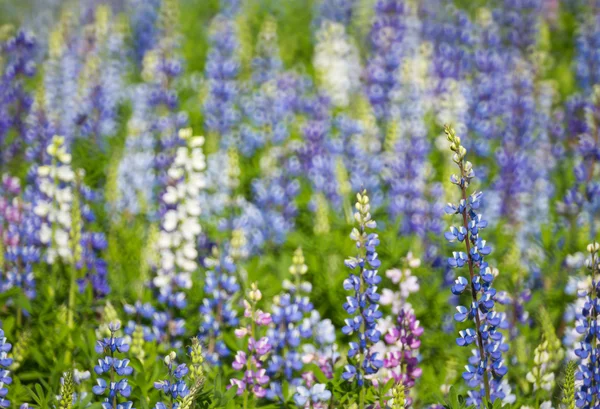 stock image Beautiful flowers at Northern of Thailand