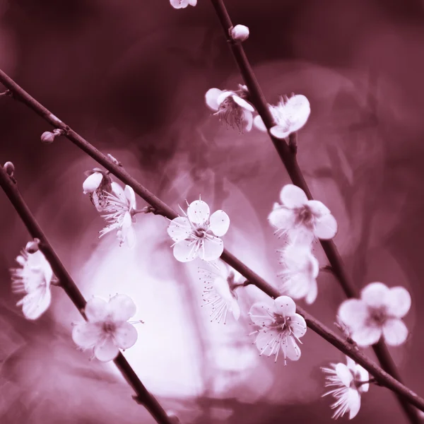 Wiosna wiśnia kwiaty na różowym tle — Zdjęcie stockowe