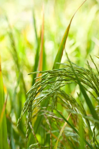 Zbliżenie ryżu — Zdjęcie stockowe