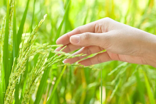 Крупный план риса на руке в Пэдди — стоковое фото