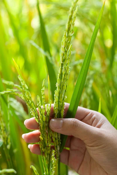 特写手上水稻了在稻田中 — 图库照片