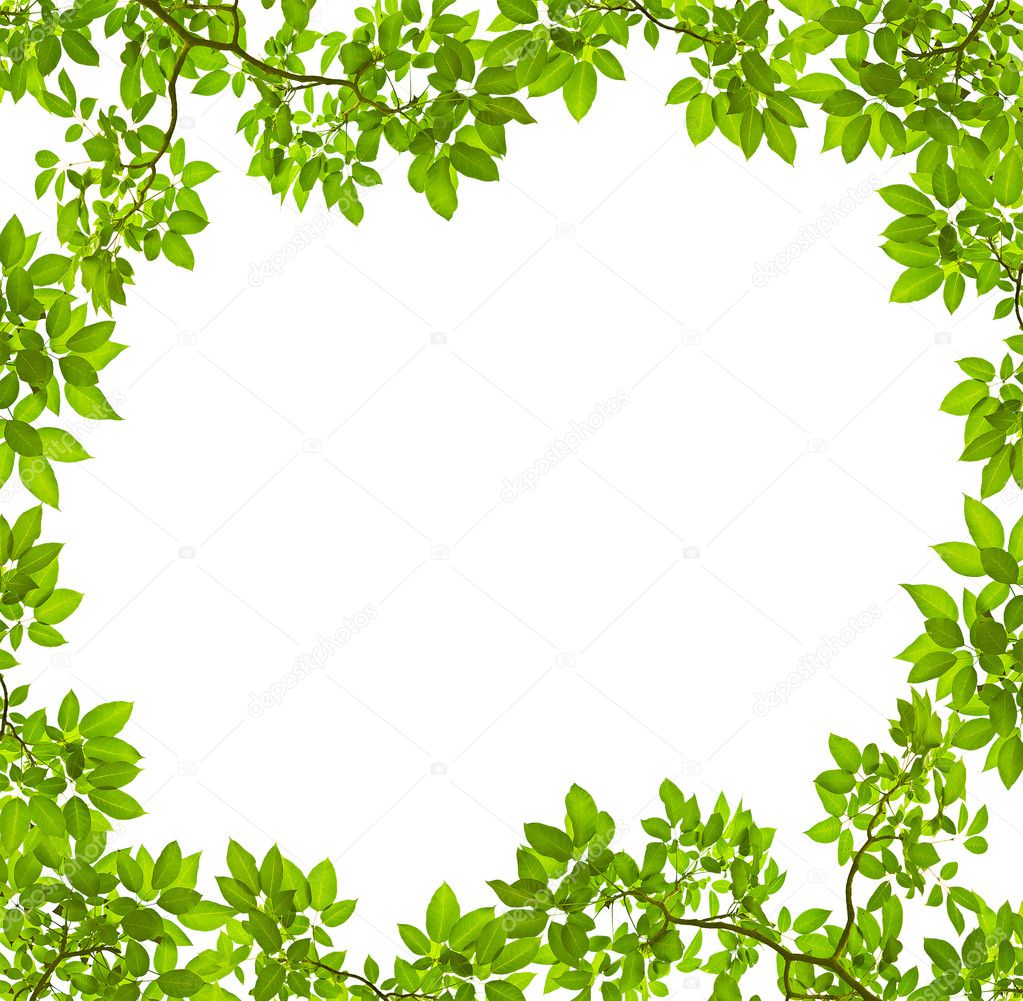 Green leave on white background — Stock Photo © suriyaphoto #12052967