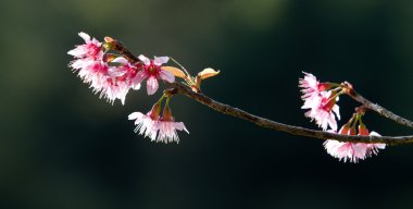 kiraz çiçekleri bahar