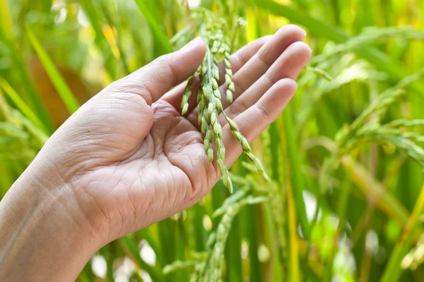 Närbild ris å upp i paddy — Stockfoto