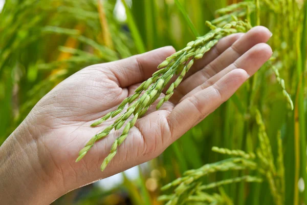 Closeup arroz na mão em paddy — Fotografia de Stock
