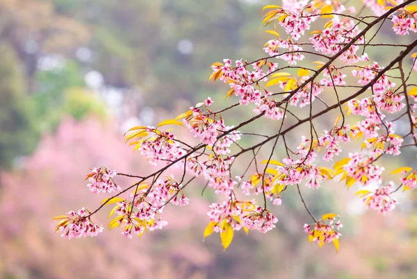 Våren körsbär blommar på rosa bakgrund — Stockfoto