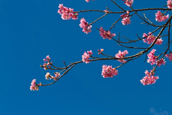 Primavera fiori di ciliegio su sfondo blu — Foto Stock