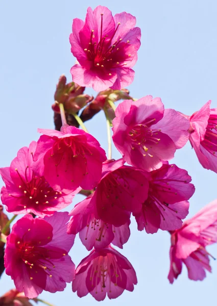 Spring cherry blossoms on blue background — Stock Photo, Image