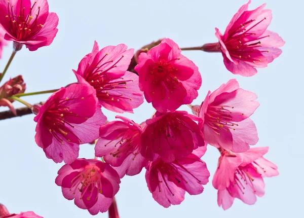 Spring cherry blossoms on blue background — Stock Photo, Image