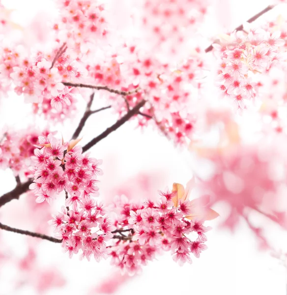 Весенние цветы вишни на розовом фоне — стоковое фото