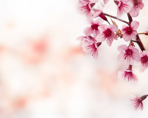 Wiosna wiśnia kwiaty na różowym tle — Zdjęcie stockowe