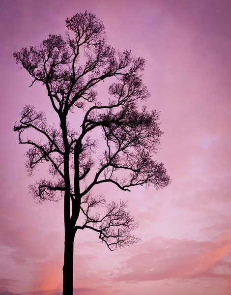 Silhouet van droge boom bij zonsondergang. — Stockfoto