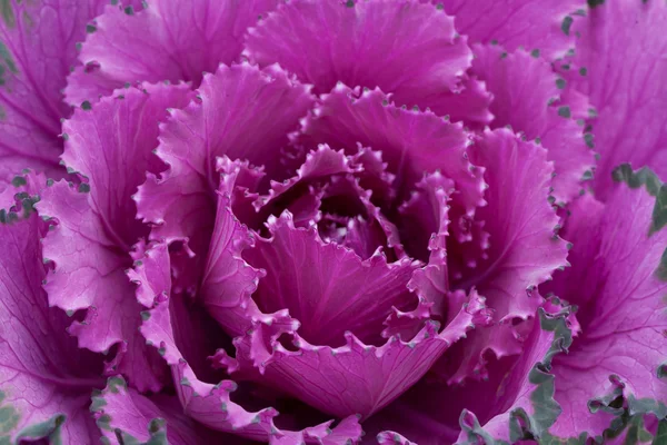 Purple капусти — стокове фото