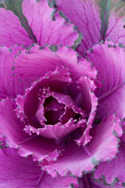 紫甘蓝 — 图库照片