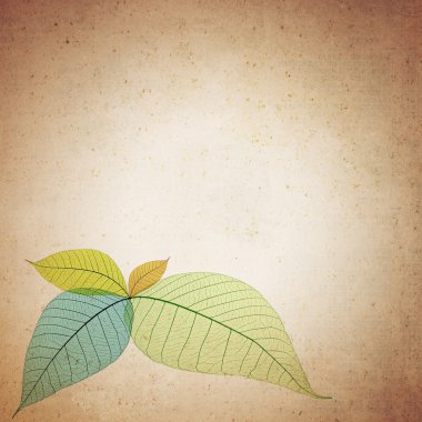 Color skeleton leaf logo on vintage paper clipart