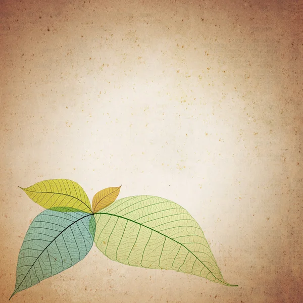 빈티지 종이에 컬러 해골 잎 로고 — 스톡 사진