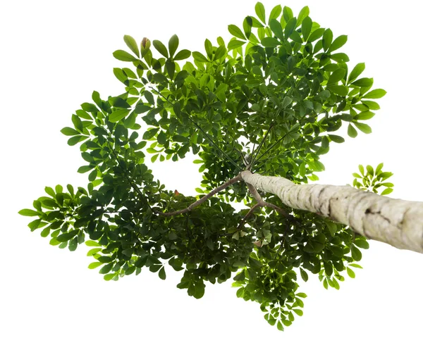 Isolerade gröna blad på vit bakgrund med urklippsbana — Stockfoto