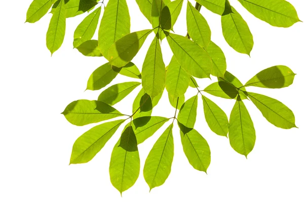 Ізольований зелений лист на білому тлі з відсічним контуром — стокове фото