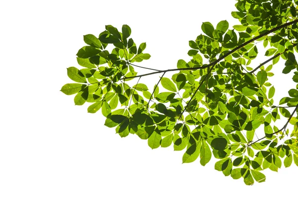 Isolierte grüne Blatt auf weißem Hintergrund mit Clipping-Pfad — Stockfoto