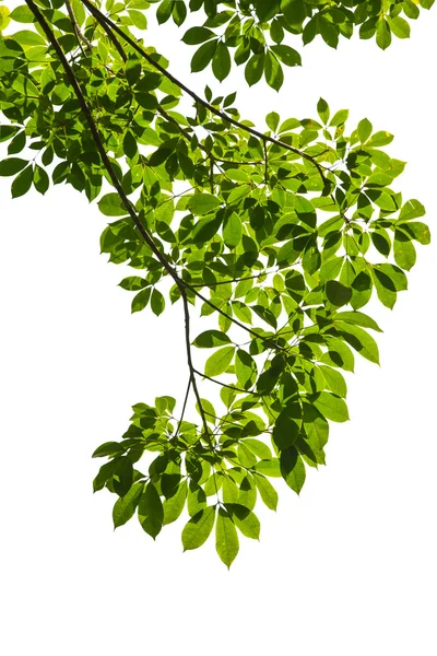 클리핑 경로와 흰색 배경에 고립 된 녹색 잎 — 스톡 사진