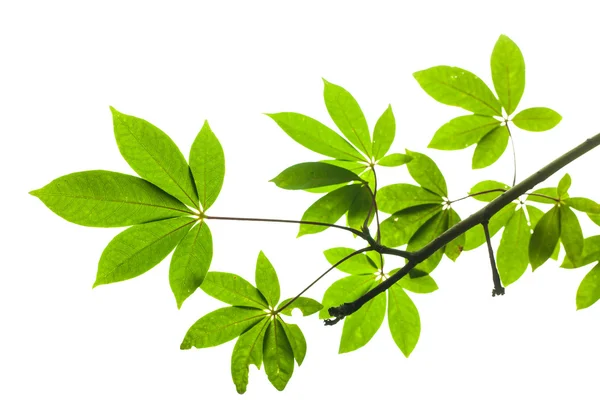 클리핑 경로와 흰색 배경에 고립 된 녹색 잎 — 스톡 사진