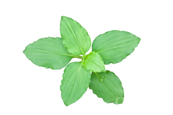 Nahaufnahme des grünen Blattes isoliert auf weißem Hintergrund — Stockfoto