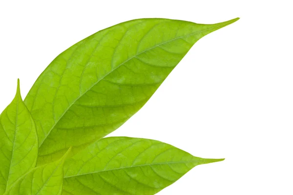 Närbild av grönt blad isolerad på vit bakgrund — Stockfoto