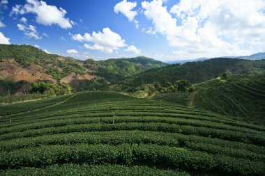 Green tea farm clipart
