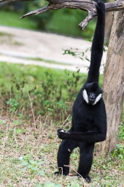 Beyaz Yanaklı Gibbon