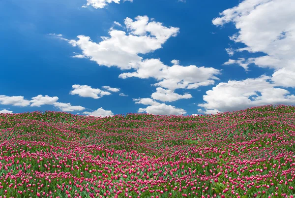 Schöne rosa Tulpenfeld an sonnigem Tag — Stockfoto