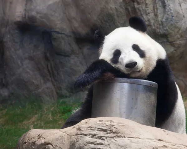 Cute panda — Stockfoto