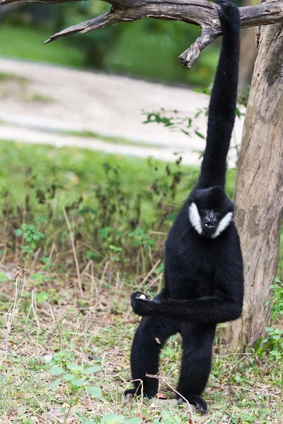 Witte wang Gibbon — Stockfoto