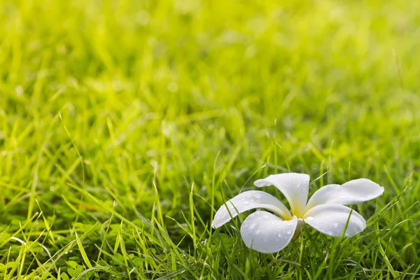 Plumeria branca na grama — Fotografia de Stock
