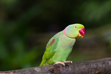 yeşil papağan kuşu