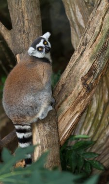 Ring-Tailed Maki