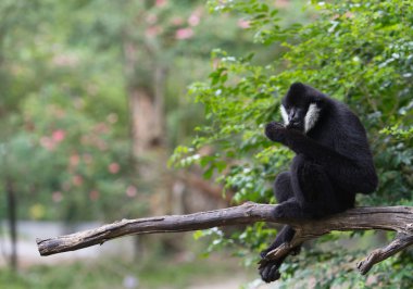 Beyaz Yanaklı Gibbon