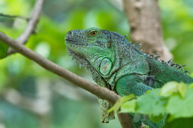 Iguana