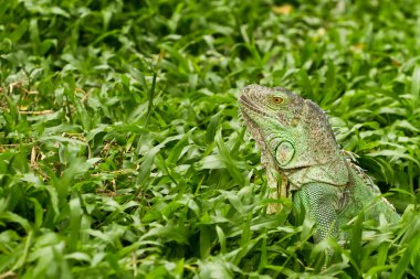 Iguana