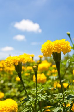 Marigold çiçek