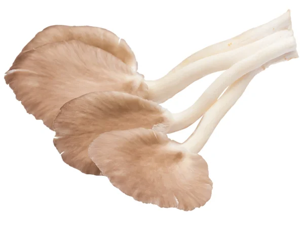 흰색 배경에 고립 된 버섯 — 스톡 사진