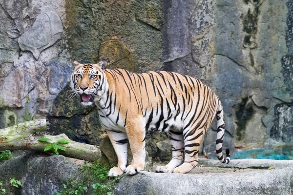 stock image Tiger