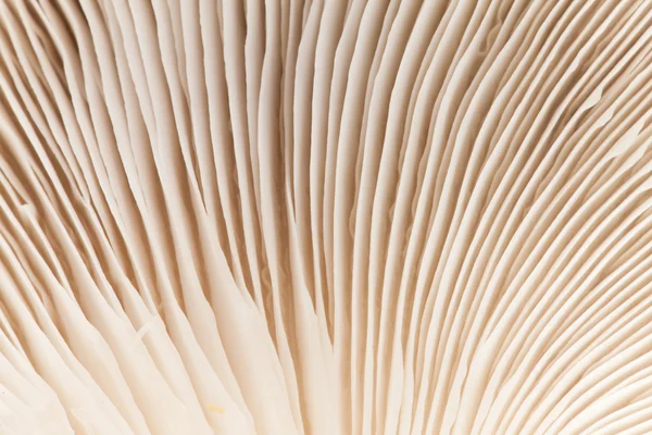 Закрыть гриб — стоковое фото