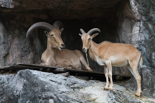 stock image Brown Mountain Goat