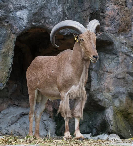 stock image Brown Mountain Goat